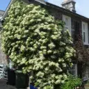 Hydrangea anomala Petiolaris 125 150 XXL Pot C32Litres ** Hortensia grimpant **