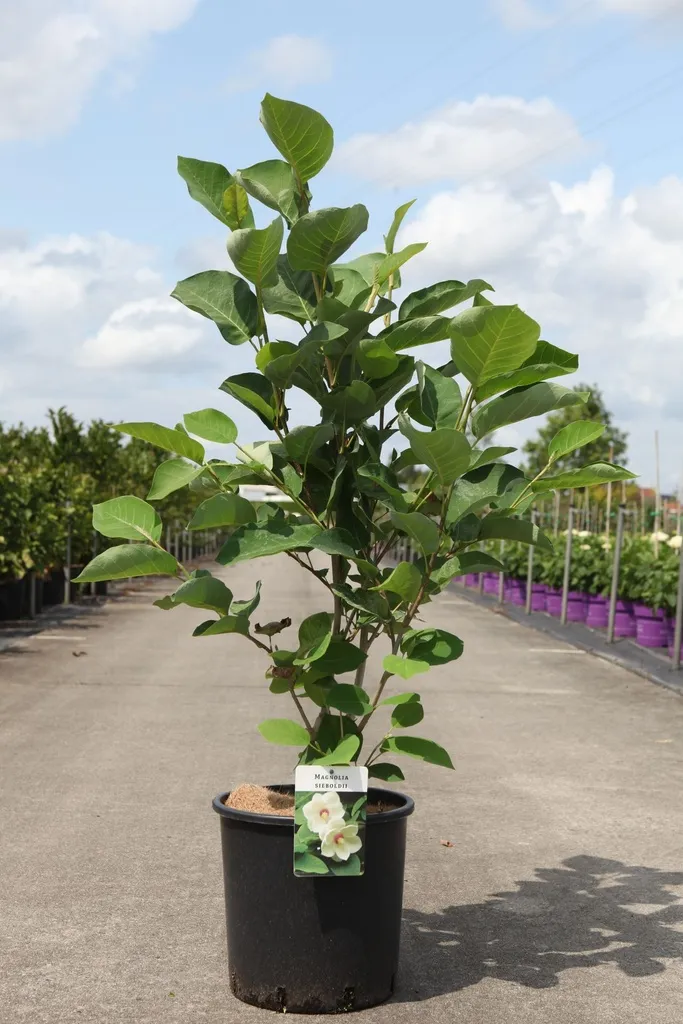 Magnolia sieboldii 100 125 cm Pot C18Litres