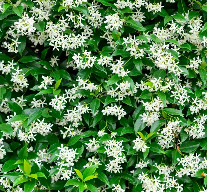 Trachelospermum jasminoides 200 225 cm XTRA Pot C10L ** Faux jasmin étoilé **