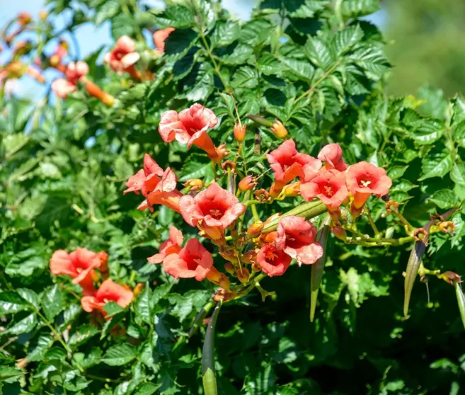 Campsis tagliabuana Mme Galen 200 250 cm XXL Pot P23 cm