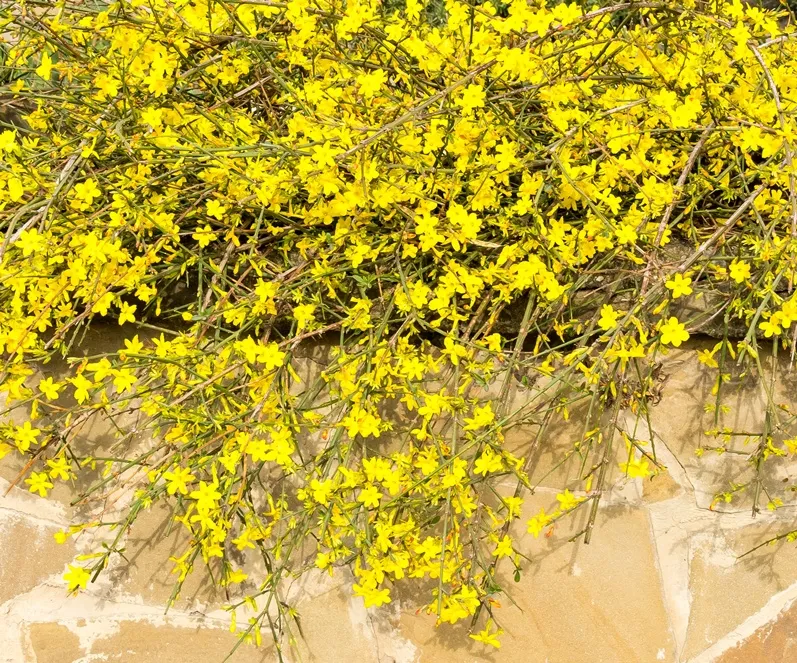 Jasminum nudiflorum 100 125 cm XTRA Pot P23 ** Vrai jasmin d´hiver **