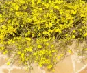 Jasminum nudiflorum 100 125 cm XTRA Pot P23 ** Vrai jasmin d´hiver **