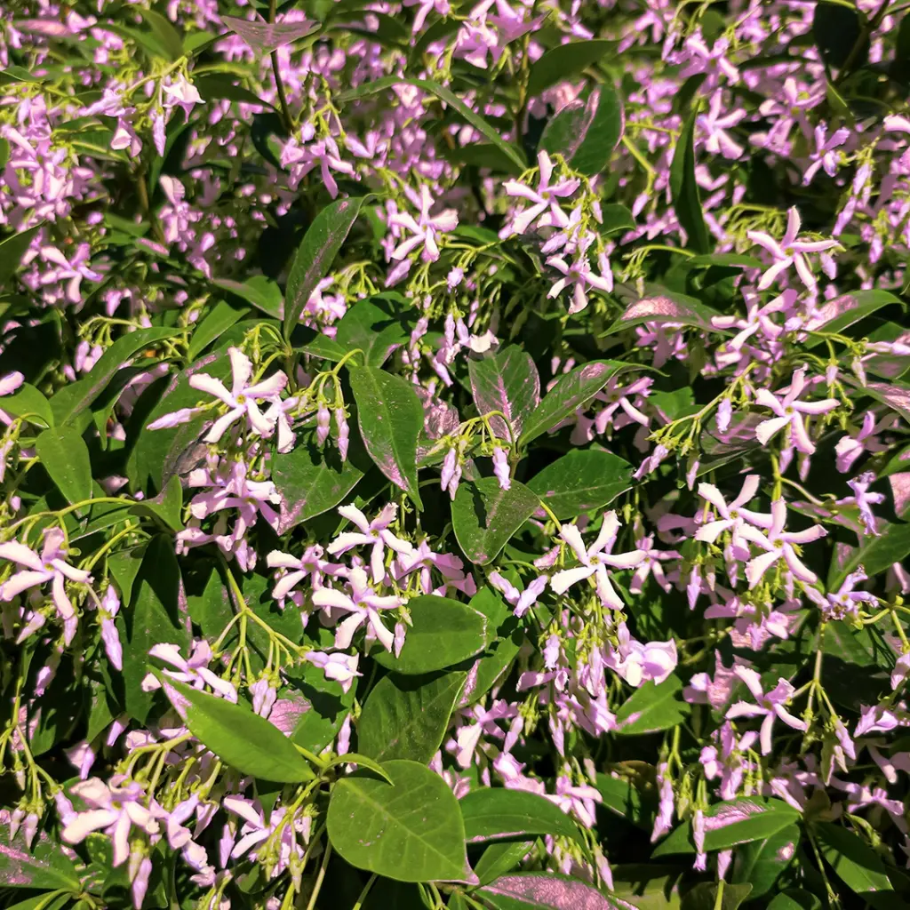 Trachelospernum jasminoides Pink 100 125 cm Pot P23