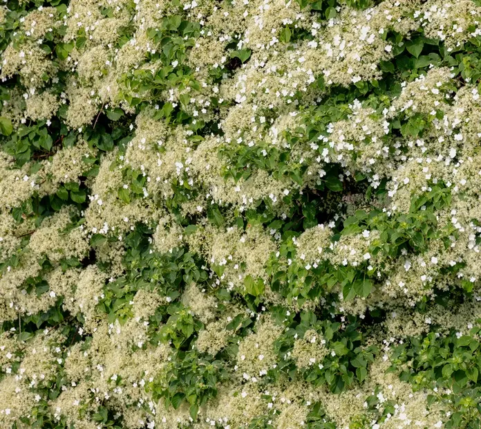 Hydrangea anomala Petiolaris Pot C2 ** Hortensia grimpant **