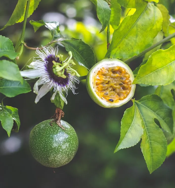 Passiflora Edulis Pot P16 ** Fruits de la passion : variété fruitières à gros fruits **
