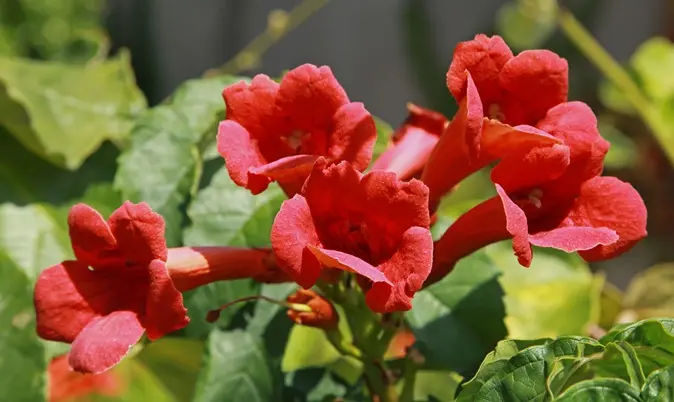Campsis radicans Flamenco 150 175 cm Pot C7L ** Bignone **