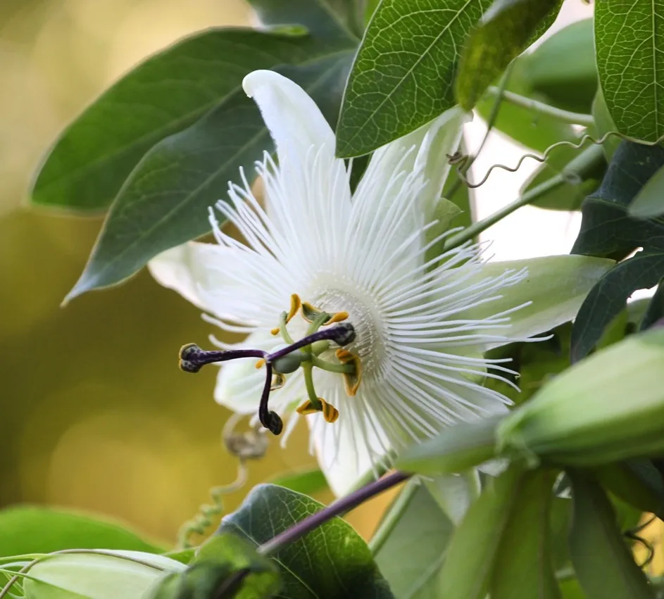 [133600] Passiflora Snow Queen Pot C2-3