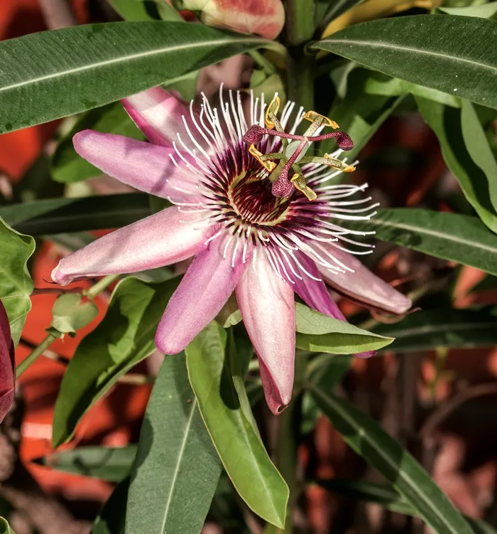 [133629] Passiflora Victoria Pot C2-3L ** fleurs de la passion rose**