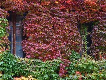 Parthenocissus tricuspidata Veitchii 80 100 Pot C3 ** Vigne vierge **
