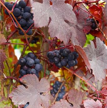 Vitis vinifera Purpurea Pot C2 ** Raisin noir **