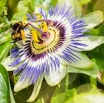 Passiflora caerulea Pot P12 - Fleurs de la Passion