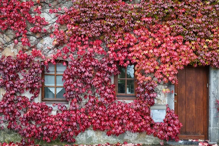 [101519] Parthenocissus tricuspidata Purpurea Greffé 80 100 Pot C3 - Vigne vierge pourpre