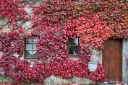 Parthenocissus tricuspidata Purpurea Greffé 80 100 Pot C3 - Vigne vierge pourpre