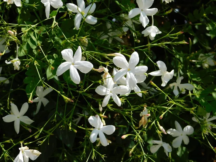 Jasminum officinalis Pot