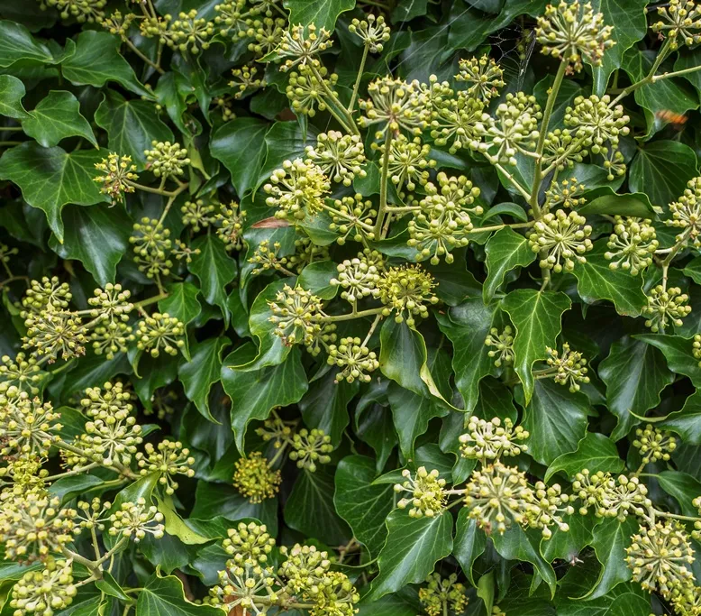 [104887] Hedera helix arborescens Pot C10Litres - Lierre arbustif