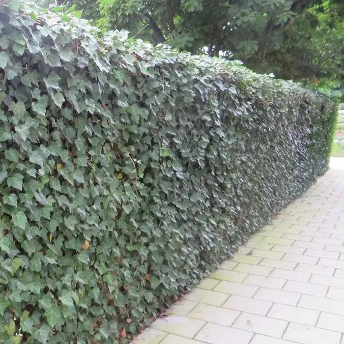 Hedera helix hibernica 200 250 cm XXL Pot P24 cm - Lierre d'Irlande.