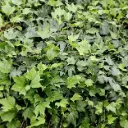 Hedera Green Ripple Pot P9 cm **Lierre rampant : couvre-sol**