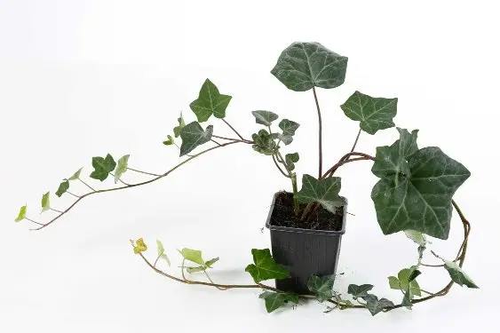 Hedera helix Hibernica 40 60 cm P9-10.5 - Lierre -  **Remise par quantité ***