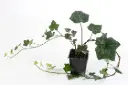 Hedera helix Hibernica 40 60 cm P9-10.5 - Lierre -  **Remise par quantité ***