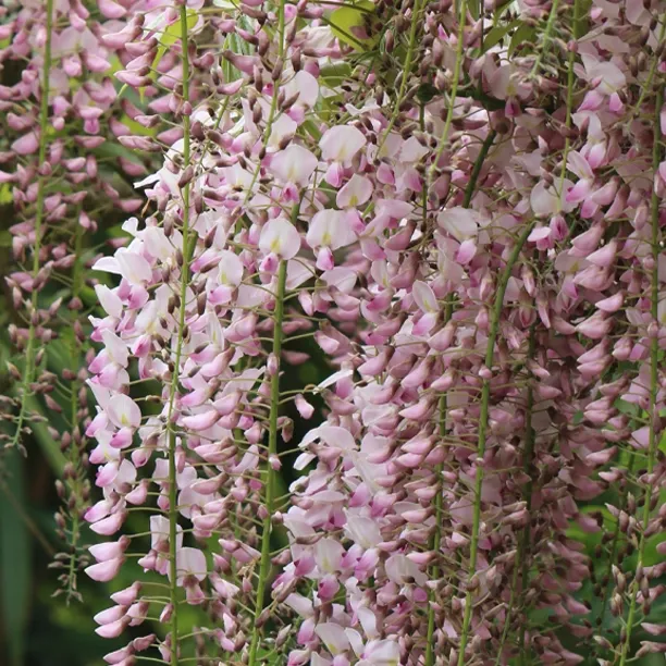 Wisteria brachybotrys Showa Beni Mini Tige 50 cm Pot P24 ** Parfumée **