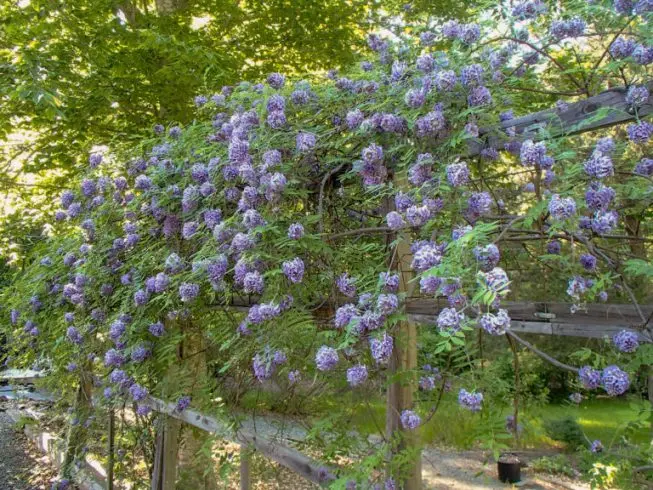 Wisteria frutescens Amethyst Falls ® 200 250 cm Pot C7Litres ** Glycine **