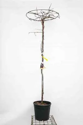 Wisteria brachybotrys Showa Beni Parasol Tronc +/- 180 cm Pot C25Litres ** Glycine rose en parasol **