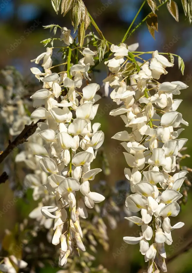 Wisteria floribunda Alba Pot C 5l 200/+ ** Glycine **