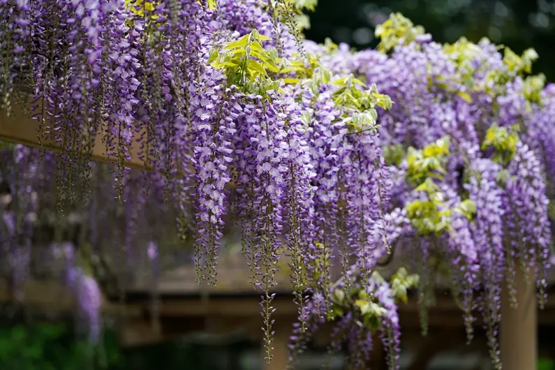 Wisteria floribunda Lavender Lace 200 250 cm Pot C5L ** Glycine **