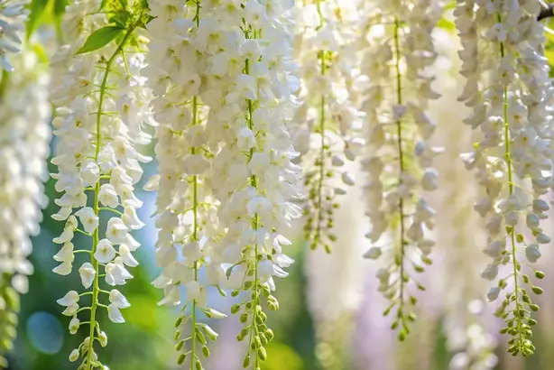 Wisteria brachybotrys Shiro Noda 200 250 Pot C5 ** Glycine blanche **