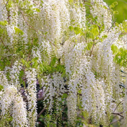 Wisteria brachybotrys Shiro Kapitan Fuji Pot C5 ** Glycine **