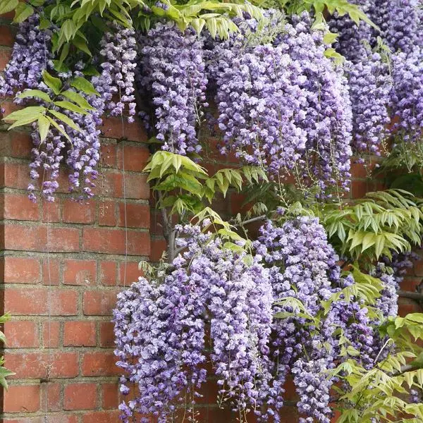 [133249] Wisteria floribunda Black Dragon Pot C3 ** Glycine **