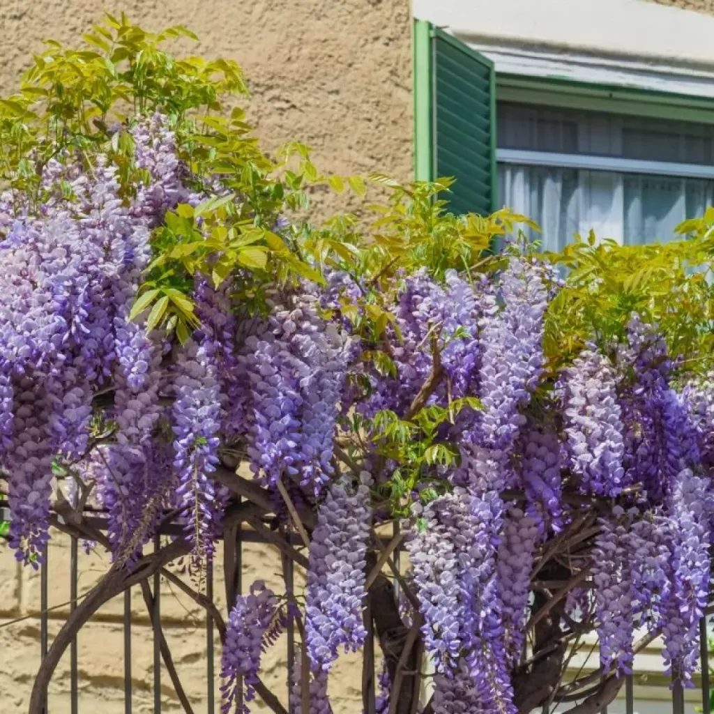 Wisteria sinensis Amethyst Pot C5