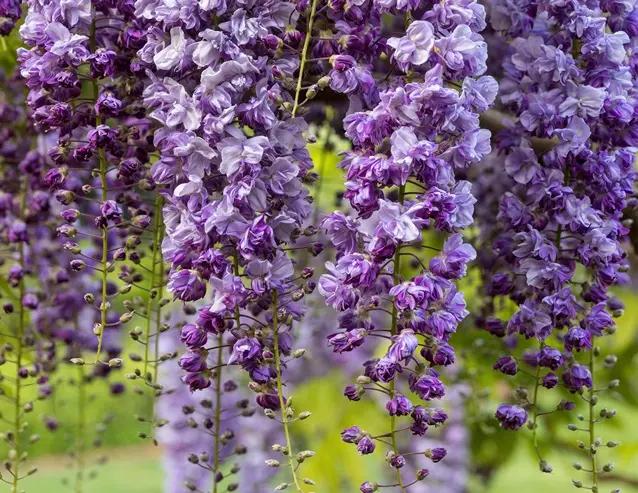 [139406] Wisteria floribunda Violacea Plena Pot C3 ** Glycine à fleurs doubles parfumées **