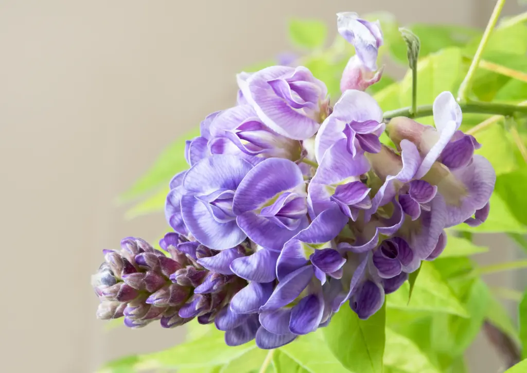 Wisteria frutescens Amethyst Falls ® Demi Tige Pot C20