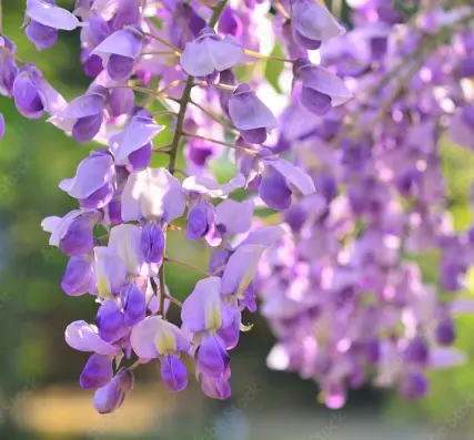Wisteria brachybotris Okayama 150+ Pot C5 L