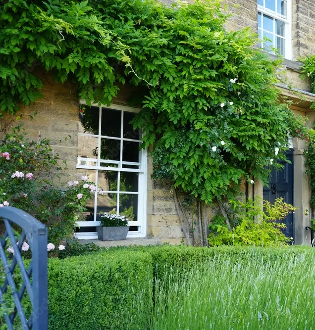 [102877] Wisteria - Glycine variée SURPRISE 150 175 cm Pot