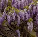[109936] Wisteria sinensis Prolific Pot P11 - Glycine