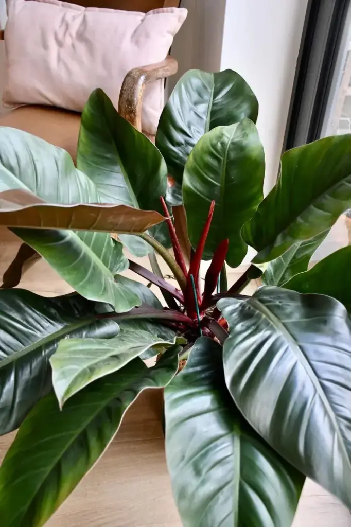 Philodendron Imperial Red Pot
