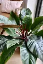 Philodendron Imperial Red Pot