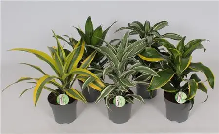 Dracena Deremensis Pot 17cm