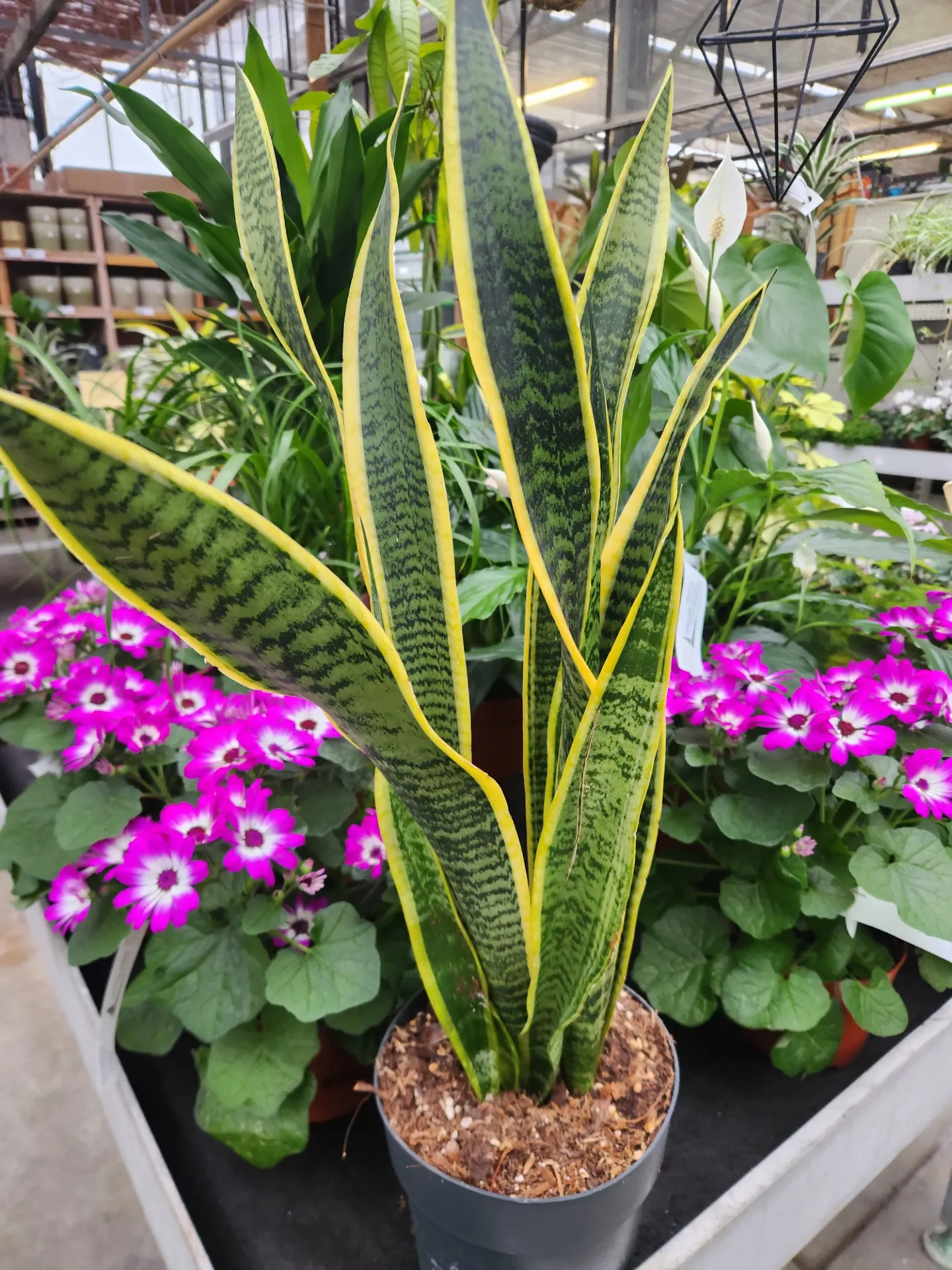 Sansevieria-Langue de Belle Mère ht 50 60 cm