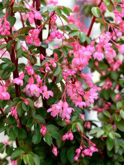 Begonia fuchsioides Pink 80 100 cm Pot P21