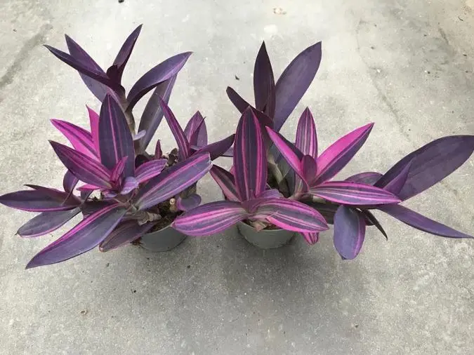 Tradescantia Pallida Pink Pot