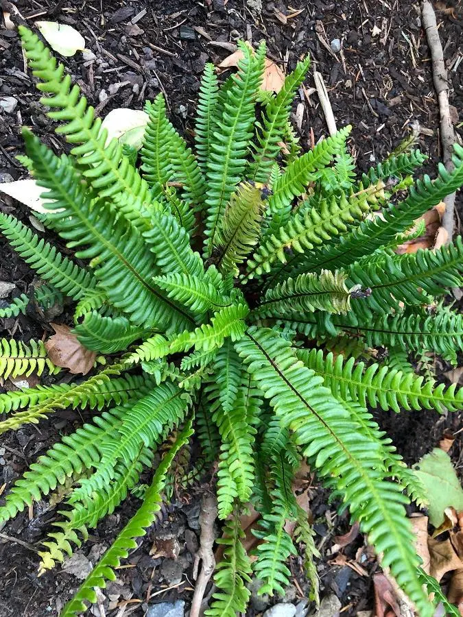 Blechnum spicant Pot P12 cm