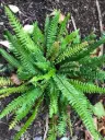 Blechnum spicant Pot P12 cm