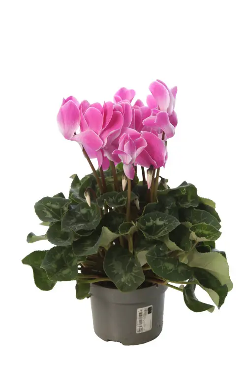 Cyclamen variés Pot P10-13