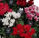 Cyclamen variés Pot P10-13