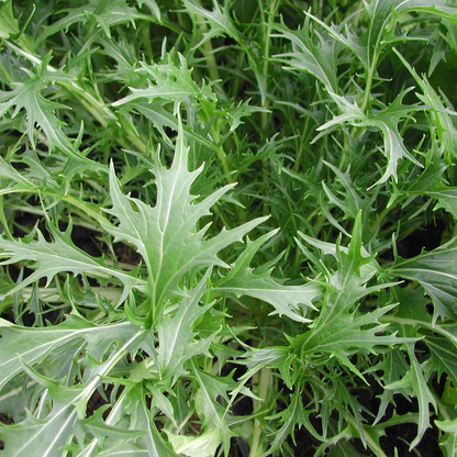 MIZUNA salade Japonaise à couper Mix Pot P13 cm