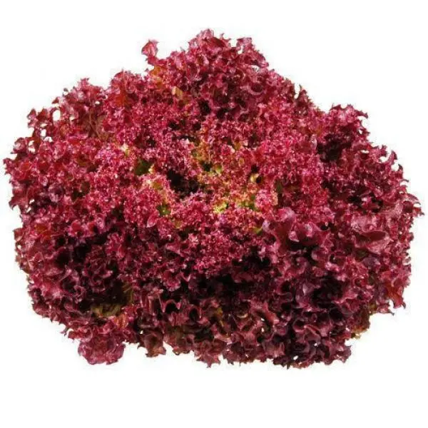 Barquette 6 Laitue frisée Lollo Rossa - salade à repiquer