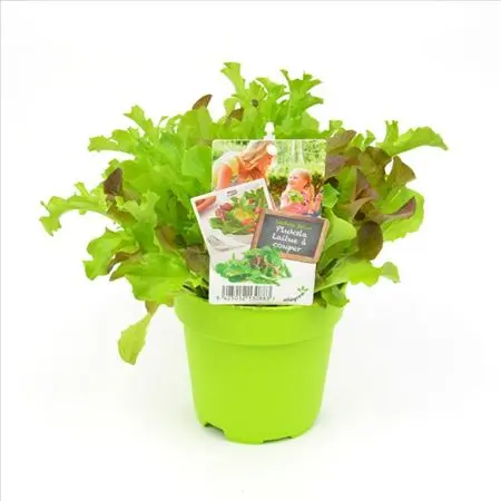 [132858] Salade à couper Laitue Mix Pot P13